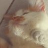 Puffbol