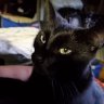 Kat81wd