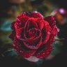 Darkmoonlily