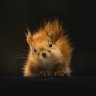 Hendrabounce