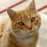 Meow76