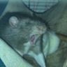 ratg0rl