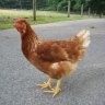 EVOBadz