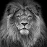 Samireldemrdash