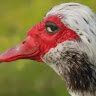 ShadyGosling