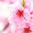 vcherryblossom