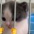 baspossum