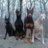 DobermannHS