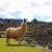 GlamLlama