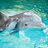 babydolphin
