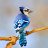 FinchBird